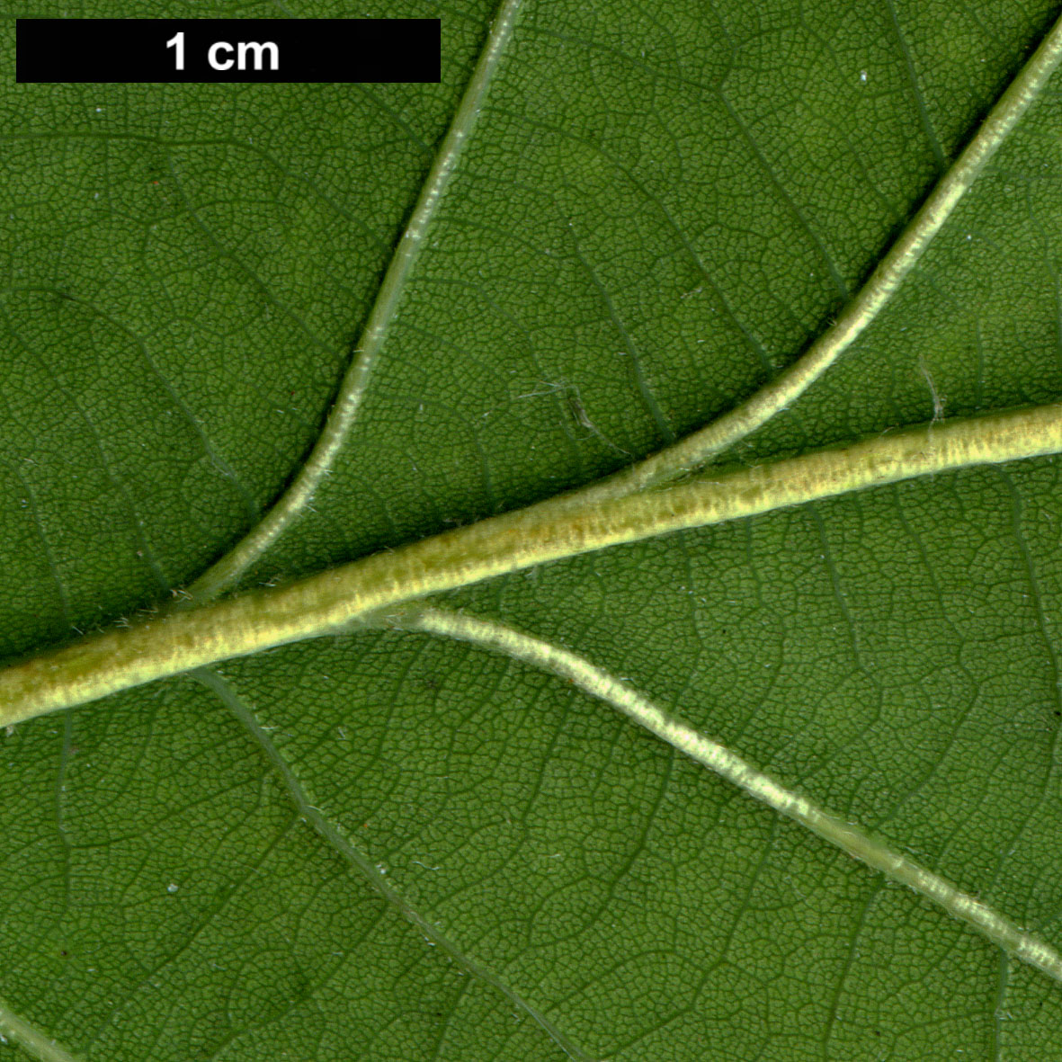 High resolution image: Family: Fagaceae - Genus: Quercus - Taxon: ×streimii  (Q.petraea × Q.pubescens)